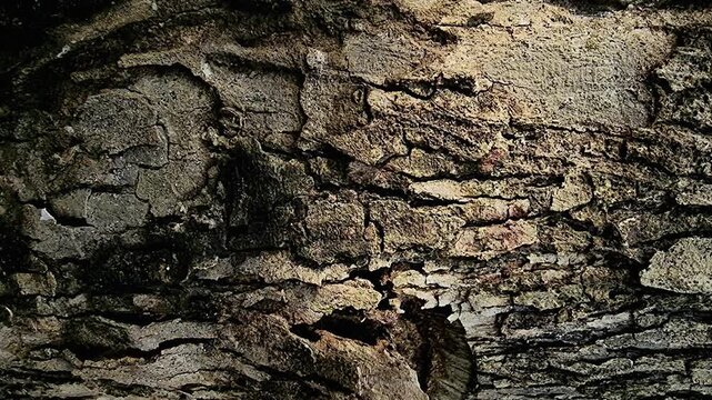 Teak Tree Bark Texture Moving Gently for Timber Industry Presentation Background 4K Macro Slow Motion Loop