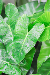philodendron burle marxii, Philodendron or ARACEAE or Philodendron Burle Marx  and rain droplet  or dew drop © jobrestful