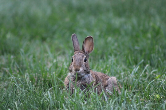 Eastern cottontail rabbit in grass