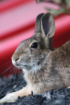 Eastern cottontail rabbit