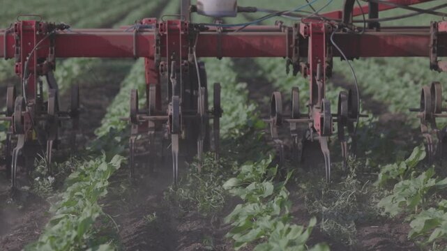 Agricultural Inter-row cultivator performing mechanical cultivation and weed control between rows of young sunflower plants in an agricultural field. slow motion ProRes 422 10 bit C-LOG video.