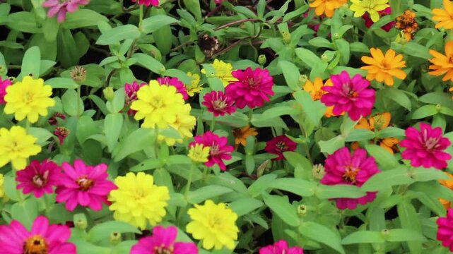 Outdoors garden surrounded by tropical plant, stock footage
