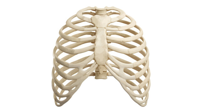 Anatomical human rib cage vector illustration isolated on white