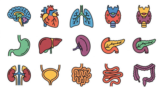 Set of human internal organs vector icons in color line style.