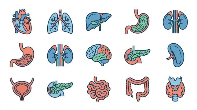 Human internal organs medical icons set vector illustration.