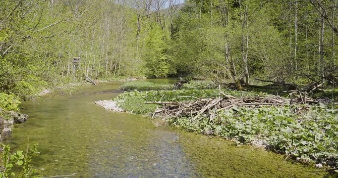 Shallow Seebach River Surrounded by Lush Spring Forest, Lunzer See, Austria, framed by lush green forest in full spring bloom.