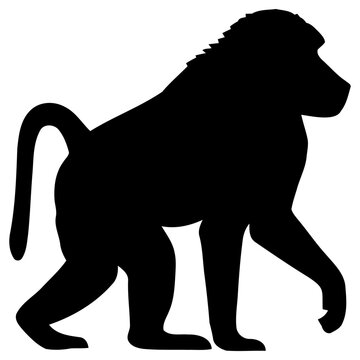 Black silhouette of a walking baboon monkey presented as a clean vector illustration for use in professional graphic design projects
