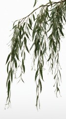 Fototapeta premium Icy Green Willow Leaves on White Background