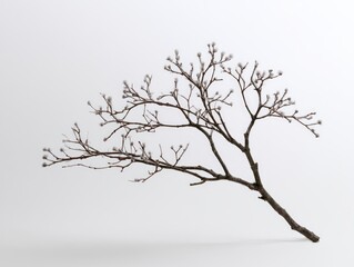 Fototapeta premium Frozen branch with delicate hoarfrost on buds