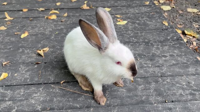 White bunny rabbit sits in a pile of autumn leaves under the sun and eats fallen yellow leaf .