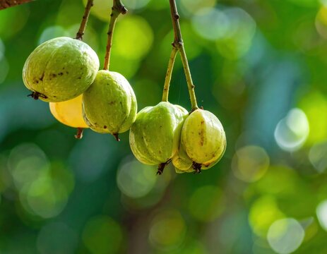 Fresh green guavas hanging on tree branch in sunlight.