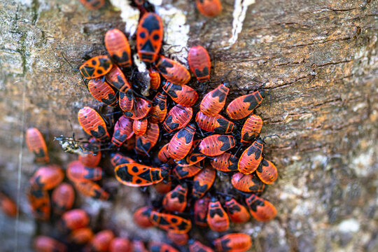 Gemeine Feuerwanze (Pyrrhocoris apterus) Nymphen und erwachsene Wanzen