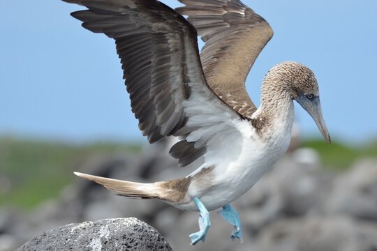 Blue-footed booby spreading its wings while landing on a volcanic rock, San Cristobal, Galapagos Islands, Ecuador