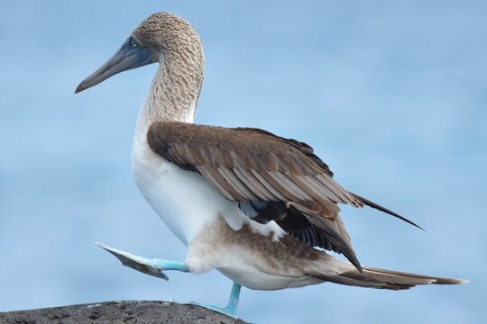 Blue-footed booby lifting its bright webbed foot during a courtship dance on a rock, San Cristobal, Galapagos Islands, Ecuador