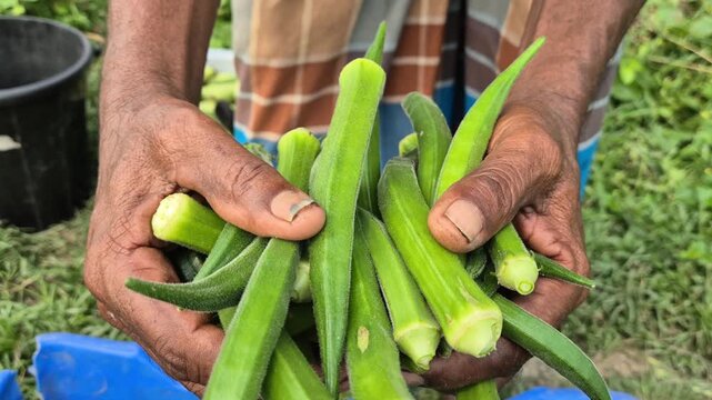 Farmer Hands Holding Freshly Harvested Green Okra Field Commercial Video
