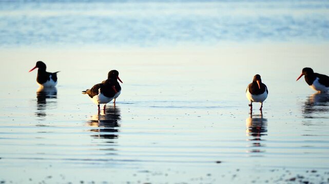 Pied Oystercatcher flock returning to shore after foraging along Reeves Point, Kangaroo Island, Australia
