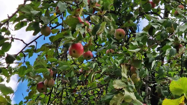 Bottom up view of tree branches abundantly covered with red apples. Ripe red apples on an apple tree in the garden. Branches with green foliage and fruits against a cloudy blue sky. Organic farming