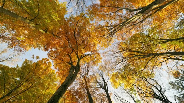 Beautiful orange canopy of deciduous trees with falling leaves on a sunny autumn day