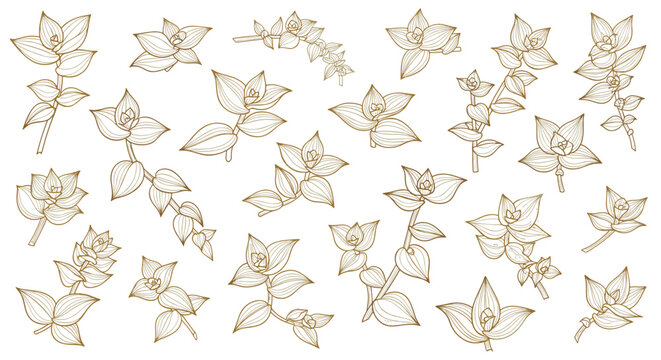 Luxury Gold Tradescantia Nanouk Whimsical Line Art Vector. Luxury gold metallic style, handdrawn vector in linear style, isolated on white background whimsical botanical clipart for Meadowcore wedding