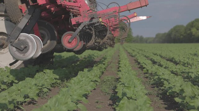 Agricultural Inter-row cultivator performing mechanical cultivation and weed control between rows of young sunflower plants in an agricultural field. slow motion ProRes 422 10 bit C-LOG video.