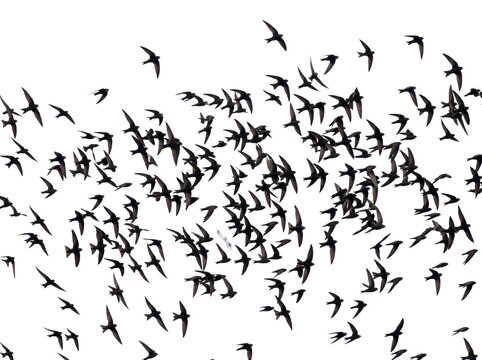 Large group of swifts flying together isolated on white background