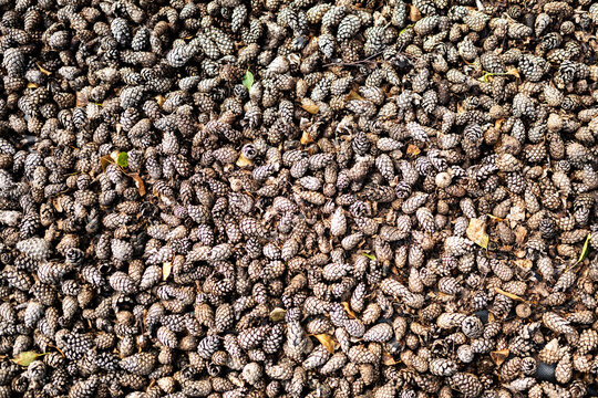 A dense ground cover of small, brown pine cones mixed with scattered dry autumn leaves.