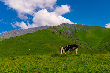 Cows grazing in a vibrant mountain meadow under blue sky © lucky pics
