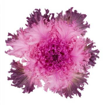 Vibrant pink ornamental cabbage on white background.