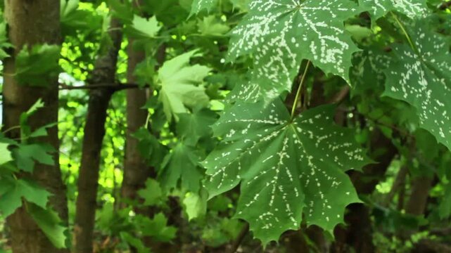 Maple leaves with powdery mildew - fungal disease in natural environment