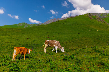 Cows grazing on lush green mountain pasture in Kyrgyzstan © lucky pics