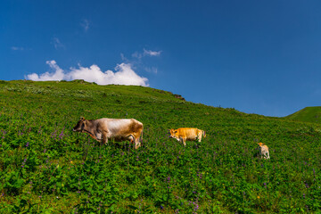 Fototapeta premium Cows Grazing on a Green Hillside in Kyrgyzstan