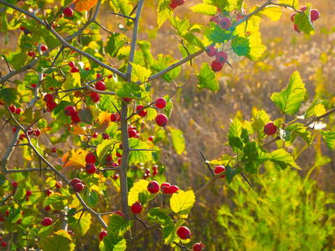 Hawthorn branchs with its ripe fruits. 
Used as a medicinal plant to lower blood pressure. 