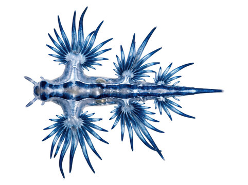 Top view of a blue dragon nudibranch sea slug with glaucus atlanticus marine life sea creature ocean animal underwater life marine biology pelagic organism blue color as isolated element