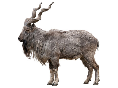 Full length profile of a markhor goat with large twisted horns wild goat capra falconeri mountain goat horned animal big horns animal portrait long hair goat breed brown fur as cut out PNG