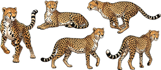 vector illustration clipart of cheetah with 5 poses semi realistic art style 01 © weng