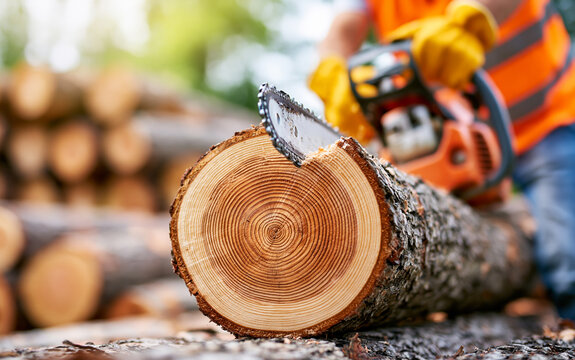 Lumberjack cutting tree log with chainsaw outdoors