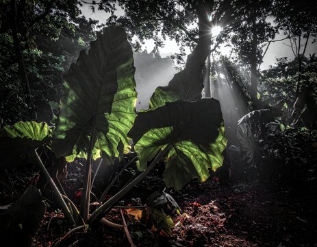 Large tropical leaves in dark forest with light.