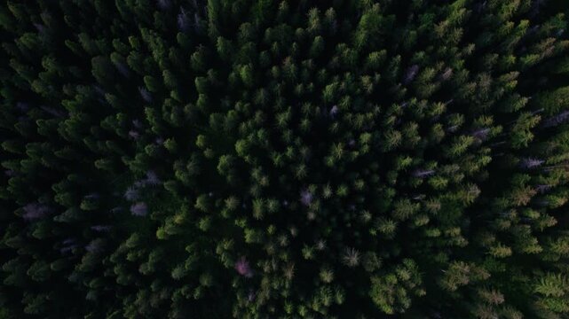 Aerial Top Down View of Dense Pine Forest Canopy