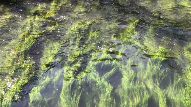 Green algae moves flutteringly in the fresh water of canal