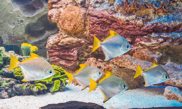 Silver moonfish swimming in tropical aquarium tank. Group of exotic marine fish with yellow fins exploring coral reef habitat. Underwater scene in aquarium for aquatic wildlife concept