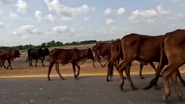 Herd Of Brown Cows And Bulls Crossing Asphalt Road In Rural Desert Landscape 