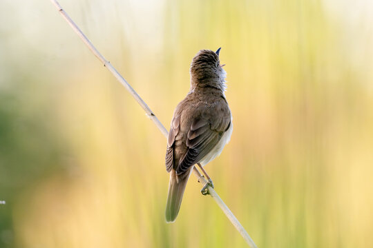 Warbler Singing On The Reeds
