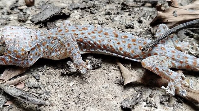 Macro shot of a dead Tokay gecko (Gekko gecko) lying on dry ground, starting to be swarmed by small ants, illustrating the natural decomposition process and food chain in the ecosystem.