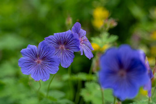 Blue geranium flowers blooming in summer garden with water drops on petals. Close-up of violet cranesbill blossoms on blurred green background. Nature beauty, gardening and floral concept for greeting