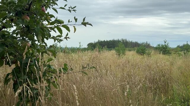 Tall dry grass and wild weeds cover an abandoned rural field with leafy apple tree branches in the foreground and distant trees beneath a cloudy sky. Close up.