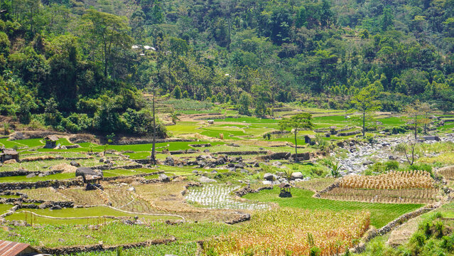 Scenic view of green rice and corn terraces with subak irrigation in Ubud, Bali, Indonesia. Beautiful tropical agricultural landscape, vibrant nature, rural farming fields, and travel background.