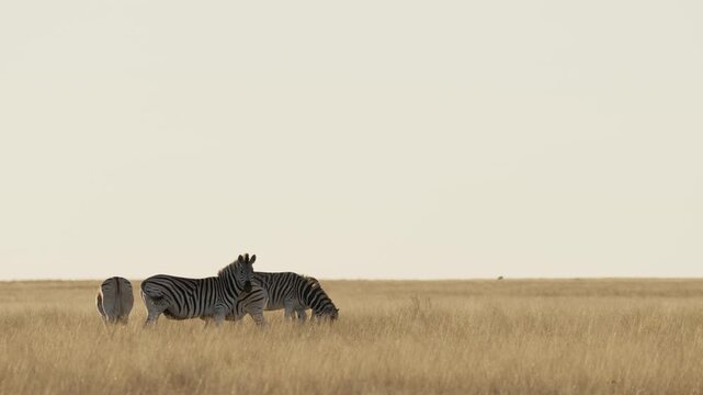 Plains zebra (Equus quagga, formerly Equus burchellii) in a Kalahari-Nama Karoo biome transition zone near Kimberley, Northern Cape, South Africa, showcasing African wildlife and natural habitat.