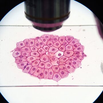 Human epithelial cells viewed under microscope, detailed microscopic tissue structure