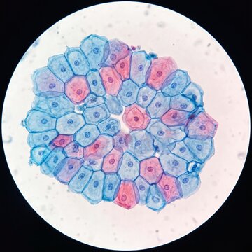 Human epithelial cells viewed under microscope, detailed microscopic tissue structure