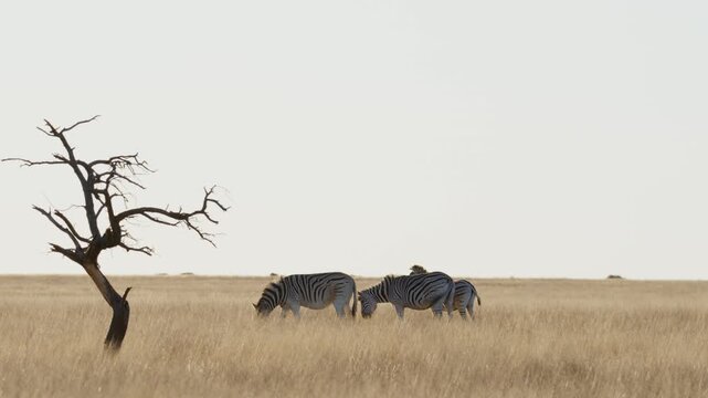 Plains zebra (Equus quagga, formerly Equus burchellii) in a Kalahari-Nama Karoo biome transition zone near Kimberley, Northern Cape, South Africa, showcasing African wildlife and natural habitat.